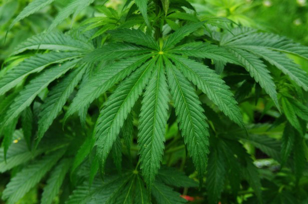 Legalizacion de Cannabis Terapeutico